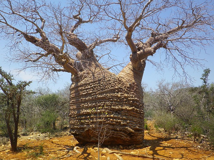 Baobab